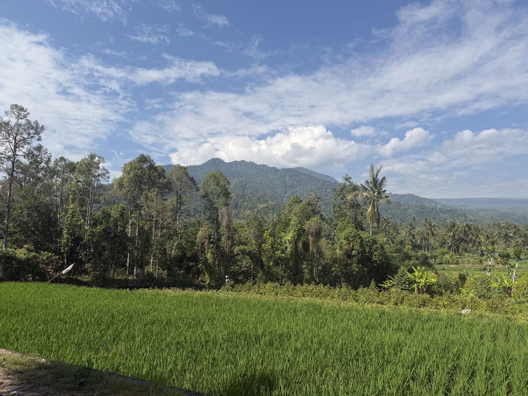 Bright green rice paddy below a forested ridge