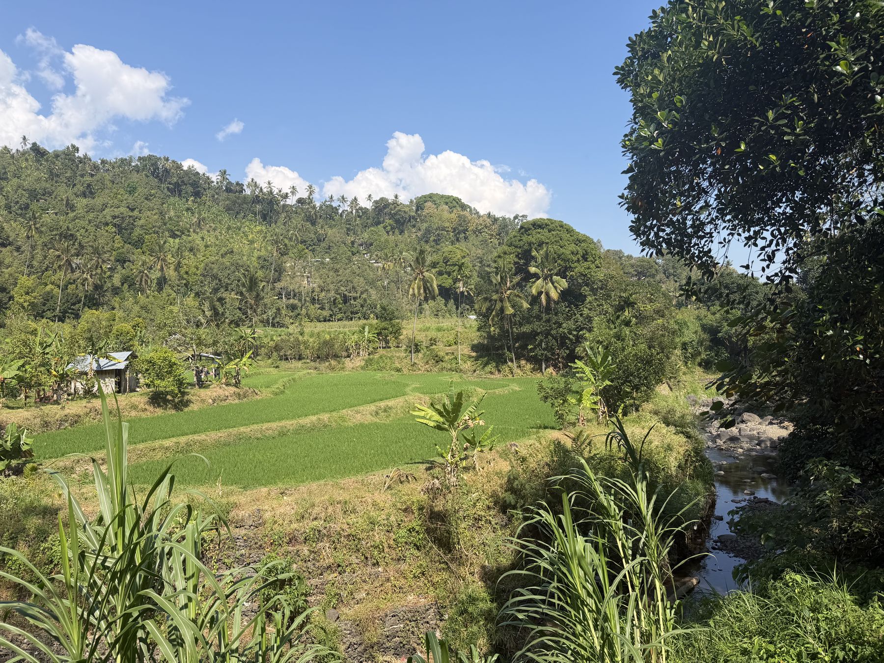 Terraced rice paddies, a tin-roof hut and a rocky stream below the village hillside in Sudaji